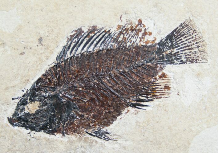 Priscacara Fossil Fish From Wyoming #5969